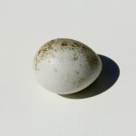 Egg I