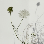 Flower and Seedhead